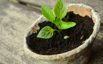 Nezaspěte na jaře s výsadbou. Podrobný přehled co kdy vysadit na zahrádku