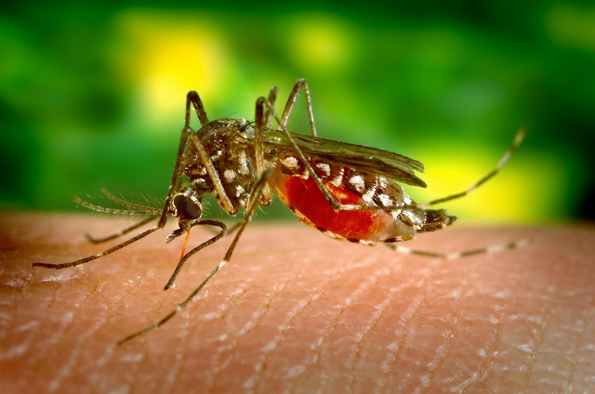 Návod na domácí past na komáry a mouchy
